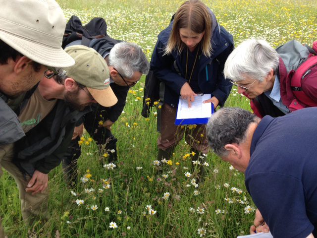 Group of people studying meadow flora species