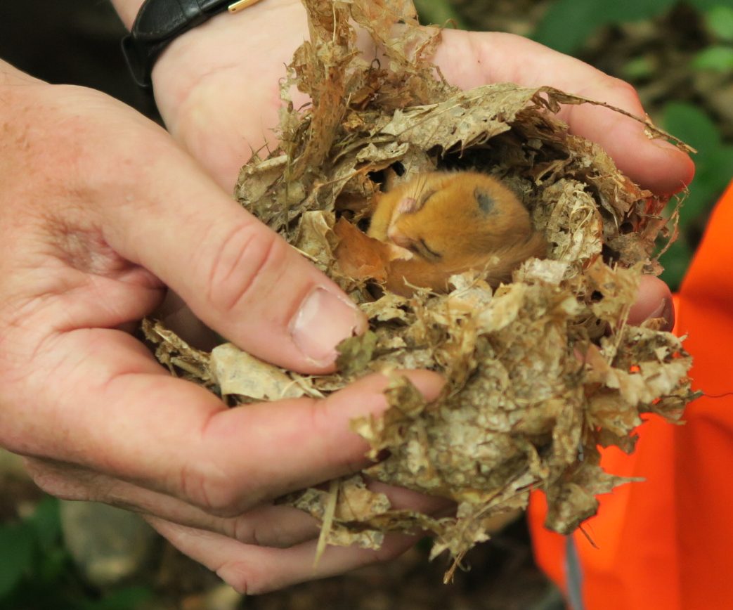 A torpid dormouse from an ancient woodland site near Shipbourne we help to maintain