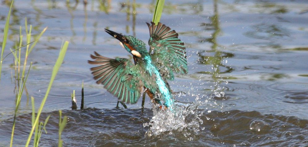Kingfisher flying out of the water