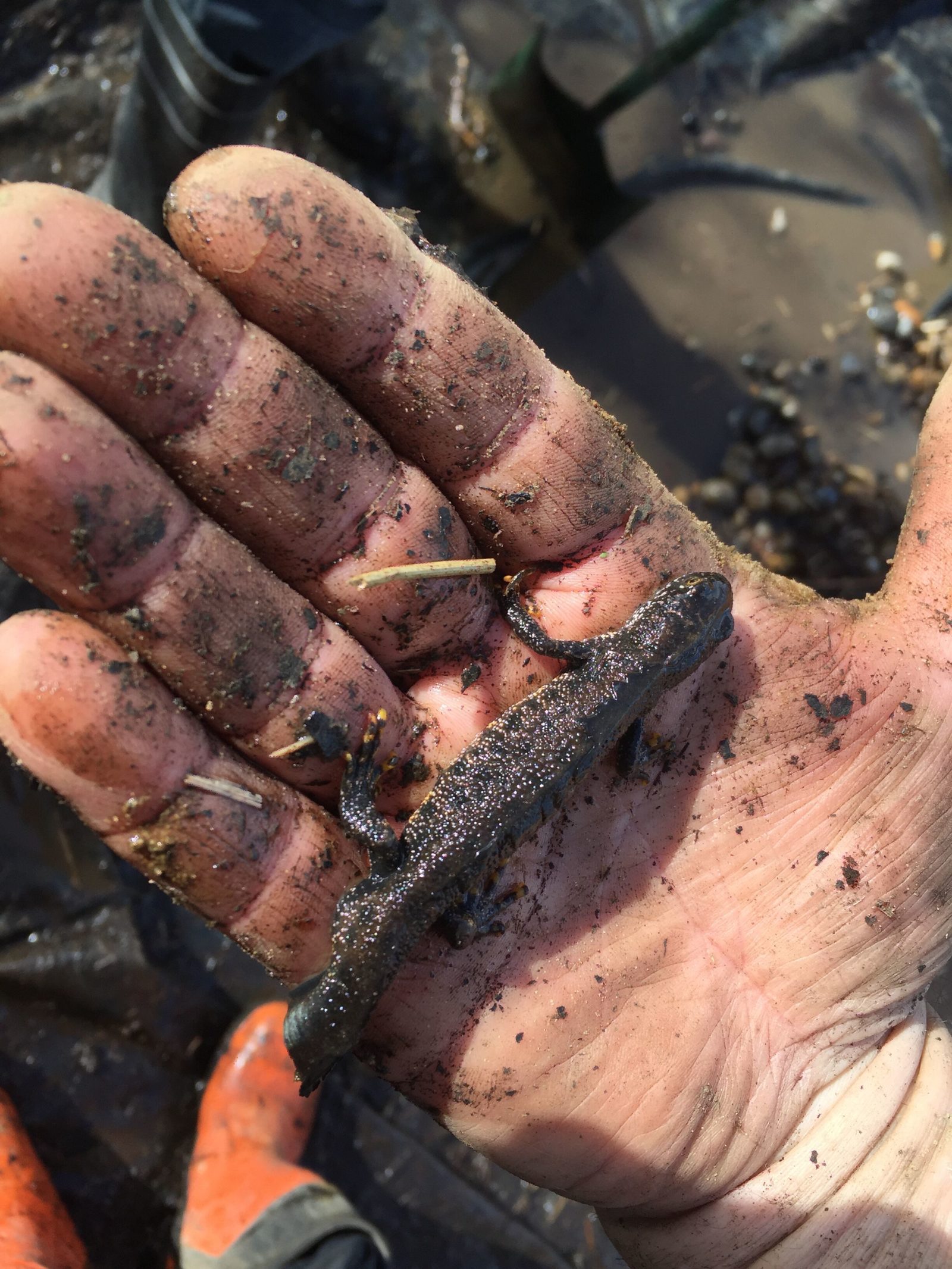 Great-Crested Newt in Hand